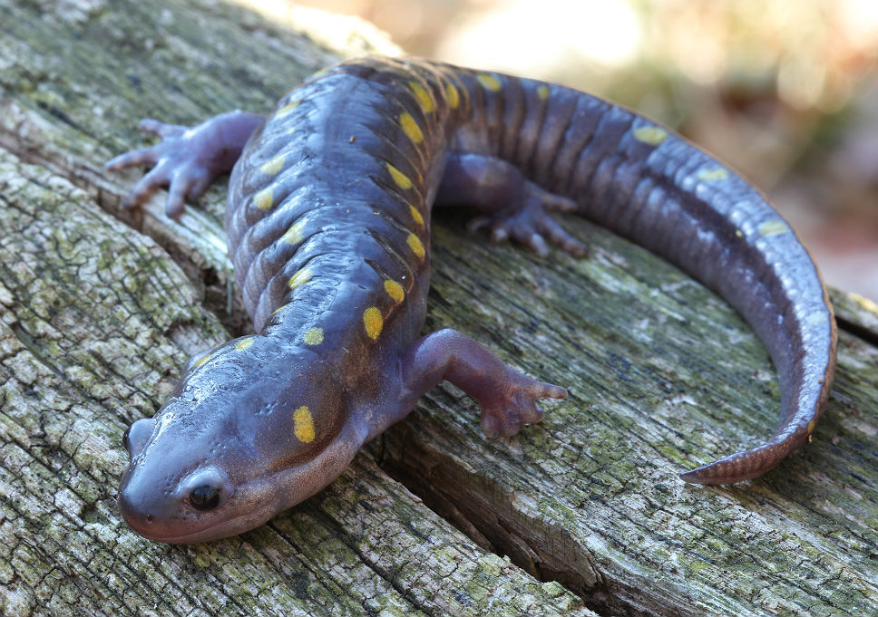 Spotted Salamander